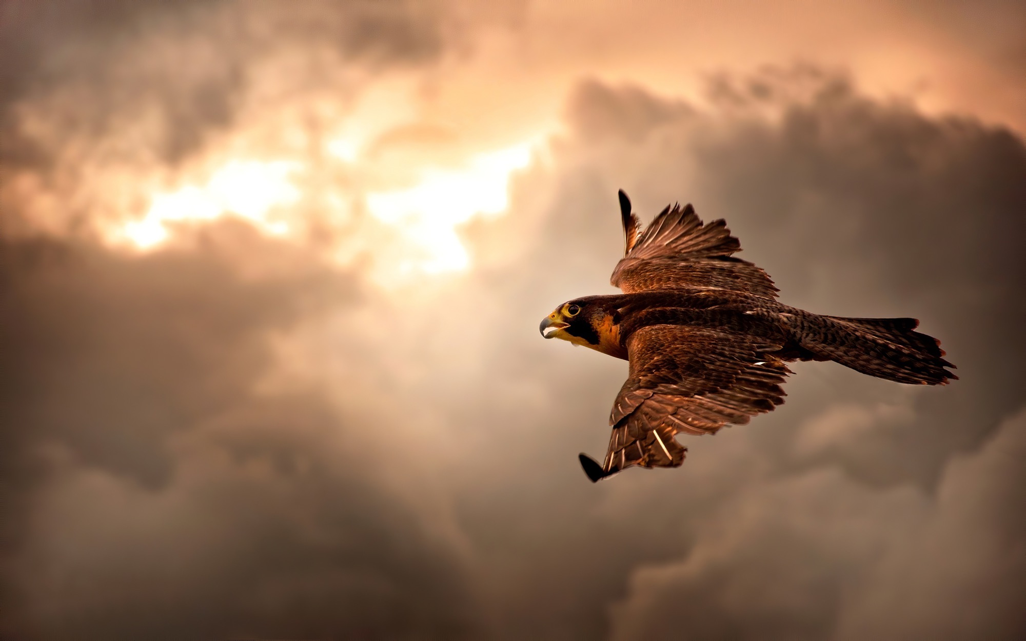 Falcon in flight at sunrise