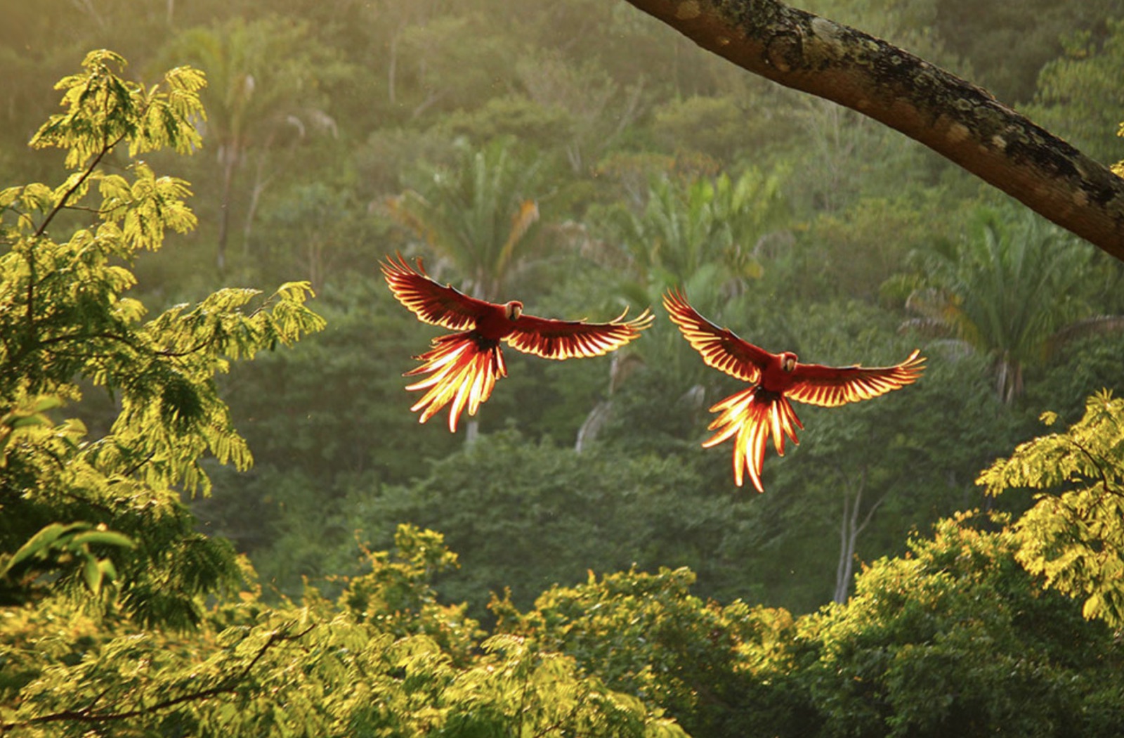 Two scarlet macaws in flight, wings lit by low sun, above the canopy of a green rainforest